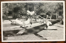 Vintage Postcard 1930's Bird Park Catalina California *REAL PHOTO* (CA) picture