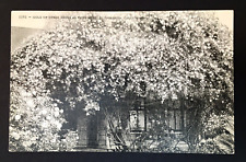 1915 Gold Ophir Roses As They Grow Pasadena California CA Antique Postcard picture