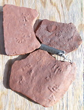 Large and small underwater footprints, El Pueblo late Carboniferous. picture