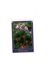 Unposted PC Color Post Card Columbine State Flower Paintbrush Flower Colorado picture