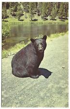Wistful Black Bear, Firehole River, Yellowstone Nat Park, c1950s Unused Postcard picture