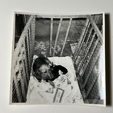 1950s DACHSHUND momma with PUPPIES on Crib Weenie DOG vintage Photo Snapshot picture