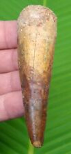 SPINOSAURUS Dinosaur Tooth -  3 & 5/8 in.    REAL FOSSIL  picture