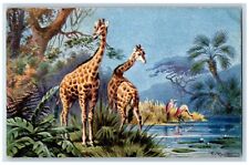 Perlberg Artist Signed Postcard Art Giraffes Animals c1905 Unposted Antique picture