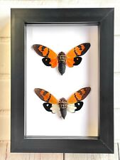 Cicada Pair (Gaeana festiva) Insect Deep Box Frame Display Case picture