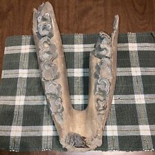 BIG 15 Inch Ice Age Fossil WOOLLY RHINOCEROS INTACT JAW COELODONTA ANTIQUITATIS picture