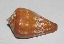 25 mm Conus Vulcanus Cone seashell From Boavista Island, Cape Verde Shell picture
