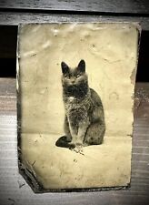 WONDERFUL ANTIQUE CAT TINTYPE 1870s ORIGINAL PHOTO RARE PET PORTRAIT picture