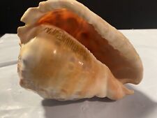 Beautiful Horned Queen Sea Shell Natural 5”X 3.75”  (Ships Free) picture