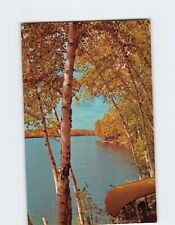 Postcard Mann Lake White Birch Surrounded With Heavenly Beauty Wisconsin USA picture