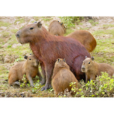 Capybara with pups - 3D Lenticular Postcard Greeting Card picture