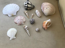 Lot of 12 Various Seashells Nautical Specimen Pieces Aquarium Decoration Decor picture
