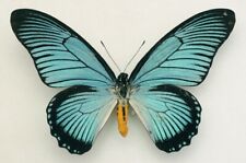Papilionidae - Papilio zalmoxis - Giant Blue Swallowtail - male picture