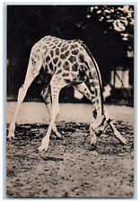 Ueno Japan Postcard View of Giraffe Exhibit 1933 Vintage Unposted picture
