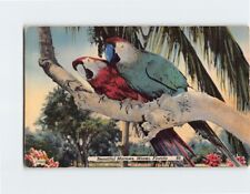 Postcard Beautiful Macaws, Miami, Florida picture