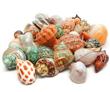 15 Natural Large Assorted Hermit Crab Shells 1