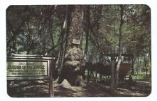 Suwannee River Jungle Drive Florida FL Postcard  picture