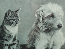 Cat Sits with Dog Postcard Rppc Photo Blue Tint Souvenir of True Friendship udb picture