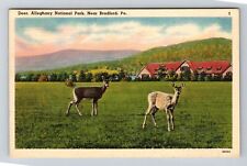 Bradford PA-Pennsylvania, Alleghany National Park Deer c1947 Vintage Postcard picture