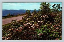 High Knob PA-Pennsylvania, Mountain Laurel, State Flower, Vintage Postcard picture
