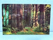 Avenue Giants Redwood Forest Pepperwood Flat Humboldt Cty California CA UNP PC picture
