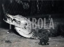 Vintage Press Photo Animals, Crocodile Eat, print 9 3/8x7 1/8in picture