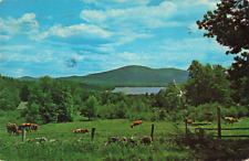 New London NH New Hampshire, Pleasant Lake, Mt Kearsarge, Cows, Vintage Postcard picture