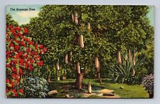 Sausage Tree Florida Postcard picture