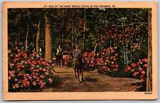 Vtg Pennsylvania PA One Of The Many Bridle Paths In The Poconos Postcard picture