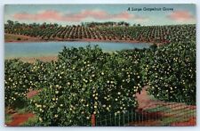 Postcard FL A Large Grapefruit Grove Linen F5 picture