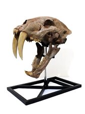 Machairodus saber-tooth cat skull, life-size replica with stand picture