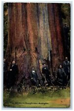 1910 Cedar Tree 100ft Circumference Tourists Pose On Tree Washington WA Postcard picture
