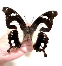Insect Butterfly Moth Papilionidae Papilio hesperus-Rare Female No. 4-Congo picture