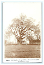 1916 Old Elm Tree RPPC Wethersfield CT Connecticut Early Postcard View picture