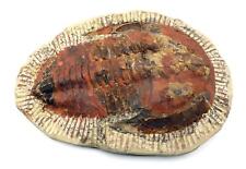 Trilobite Andalusiana Large Moroccan Fossil 520 Million Yrs Old #18056 picture