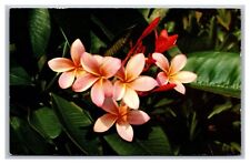 Kamuela, HI Hawaii, Pink Plumeria Flower Postcard Posted 1966 picture