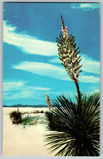 New Mexico - Yuccas, White Sands Nat'l Monument - Vintage Postcard - Unposted picture