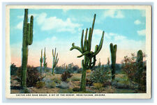c1930s Cactus and Sage Brush A Bit of Desert Near Tucson Arizona AZ Postcard picture