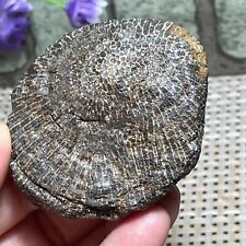95g Rare Rugose Coral Fossil Slab - Actinocyathus - Morocco F41 picture