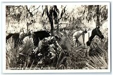 c1940's Acadians Harvesting Palmetto Horse Cline RPPC Photo Vintage Postcard picture