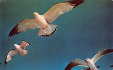 Vtg Postcard Berkeley CA California Seagull Bird Audubon Flying Formation L7 picture