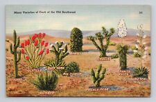 Postcard Desert Cactus Varieties El Paso Texas, Vintage Linen N6 picture