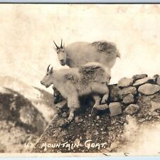 c1920s Canada Mountain Goat RPPC Canadian Pacific Railway Real Photo Harmon A173 picture