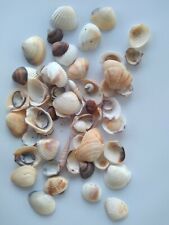 big lot small seashells clam shells tiny cute decor art picture