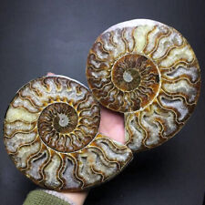 A Pair Natural ammonite fossil conch Crystal specimen healing Reiki picture