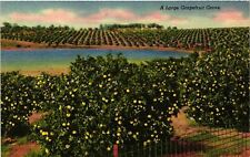 Vintage Postcard- 251. GRAPEFRUIT GROVE, FL. UnPost 1930 picture