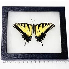 Papilio glaucus male REAL FRAMED BUTTERFLY YELLOW BLACK TIGER SWALLOWTAIL RESTIN picture