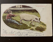 ATQ c.1906 Post Card LITTLE ON THE HOG. Posted UDB Boy Pulling Pig Tail picture