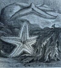 1873 Oceanography Life Under the Sea illustrated picture