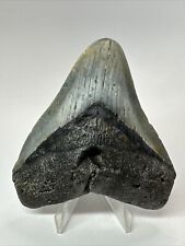 Megalodon Shark Tooth 4.03” Natural - Real Fossil - Carolina 18211 picture